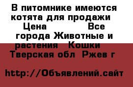 В питомнике имеются котята для продажи › Цена ­ 30 000 - Все города Животные и растения » Кошки   . Тверская обл.,Ржев г.